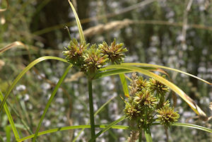 2009-08-24_44 Tall Cyperus TN.jpg - 37534 Bytes